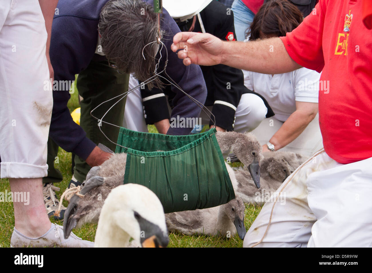 A member of The Queen's Swan Uppers weighs a as part of the