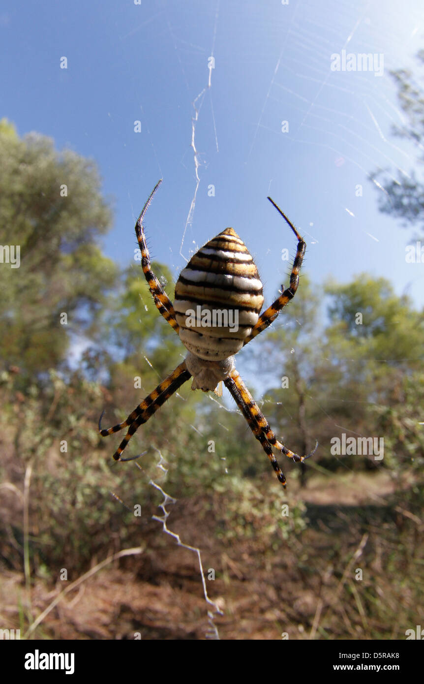 An Argiope spider stands at his web Stock Photo Alamy