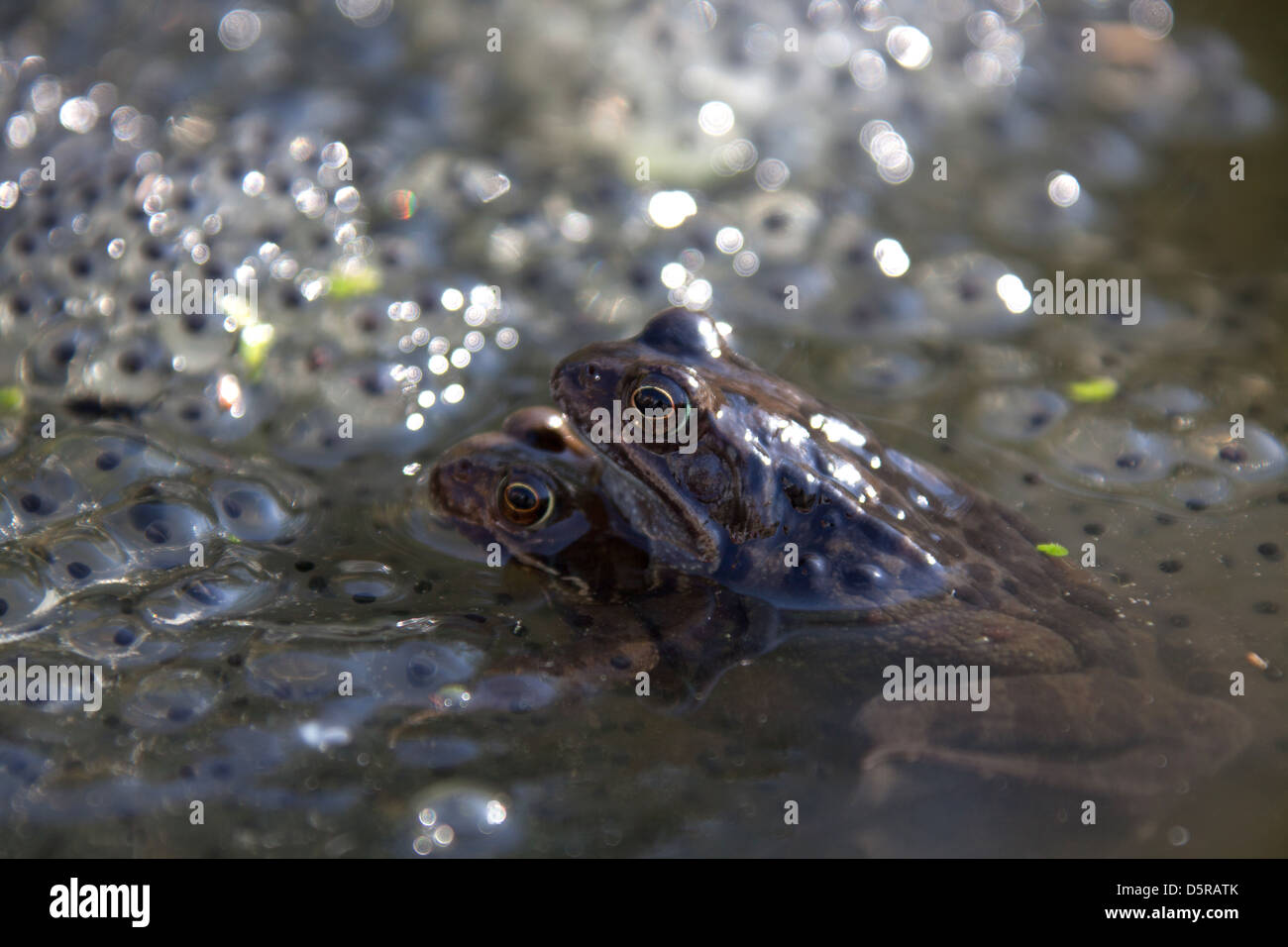 A pair of frogs mating in a garden pond in the Cheshire village of Farndon, with frog spawn in the background. Stock Photo