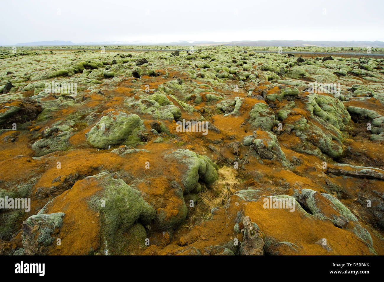 Moss growing on volcanic rocks in Iceland in the winter Stock Photo