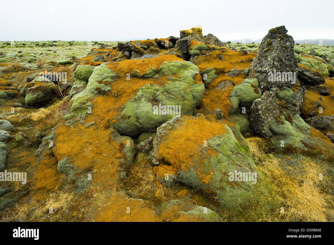 Moss growing on volcanic rocks in Iceland in the winter Stock Photo