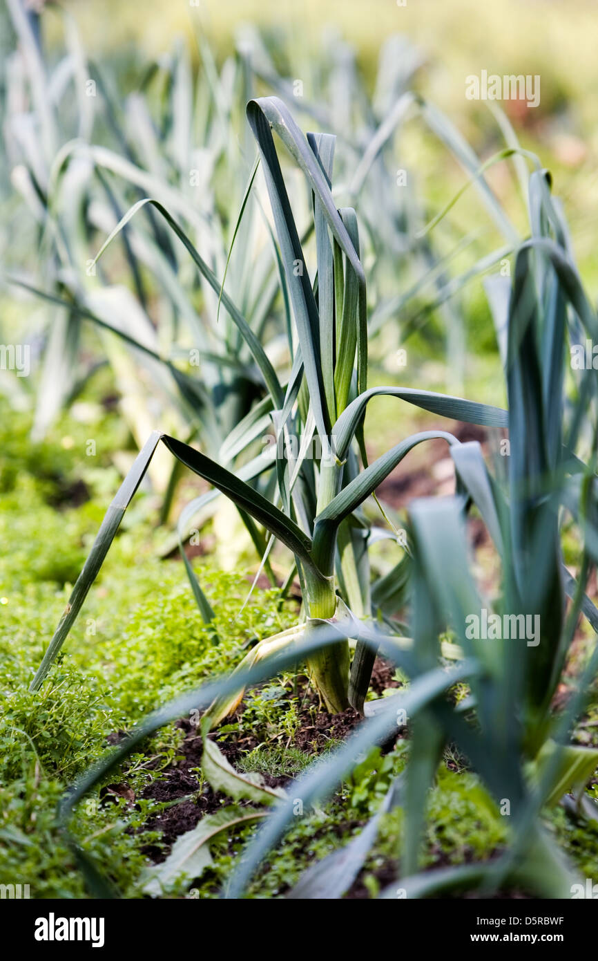 Leeks growing in garden Stock Photo