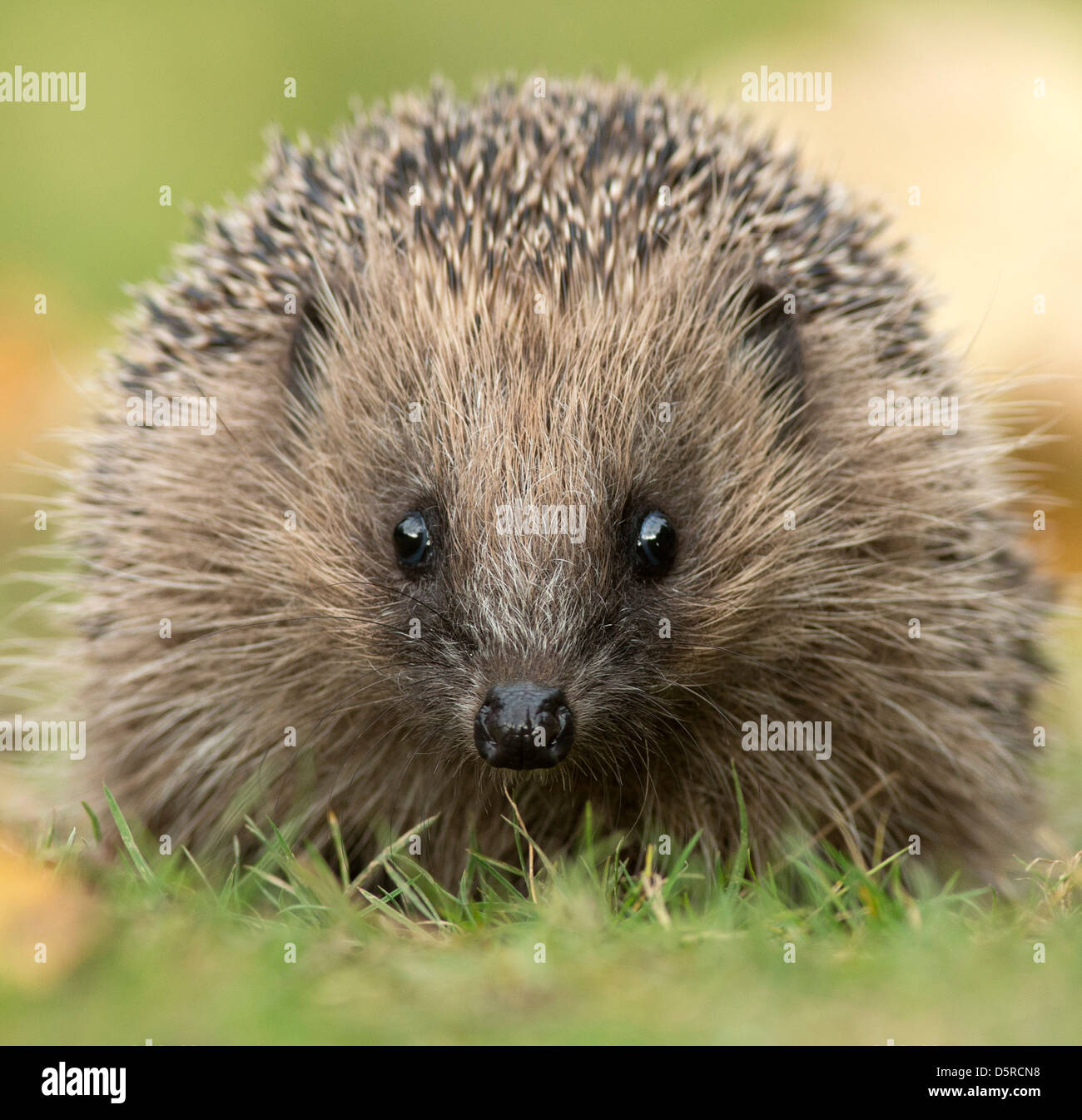 Hedgehog, Erinarceus europaeus,close view, facing forward. sussex. england Stock Photo