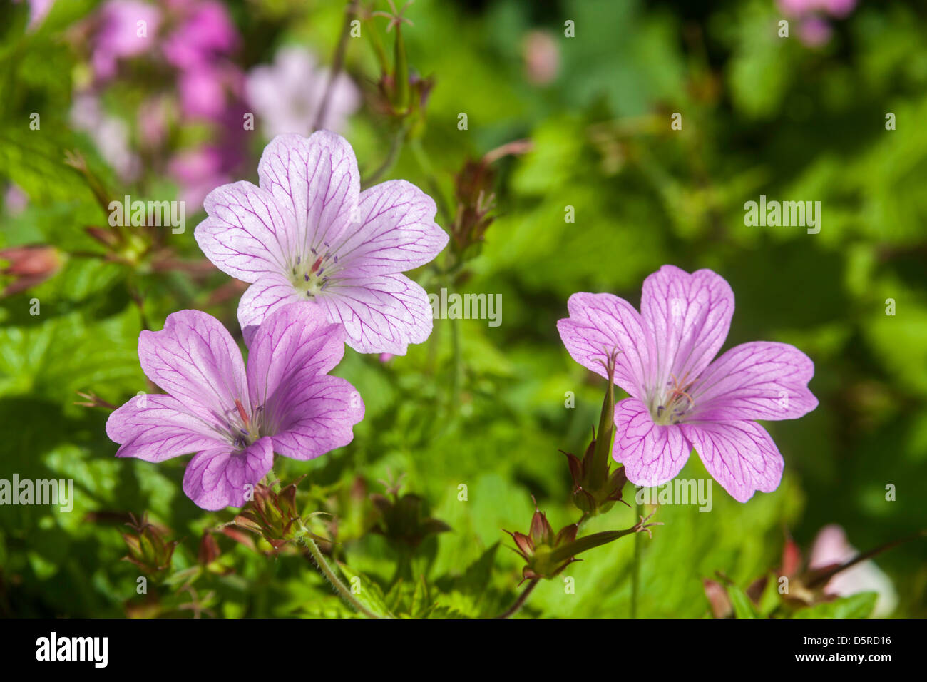 Geranium hires stock photography and images Alamy