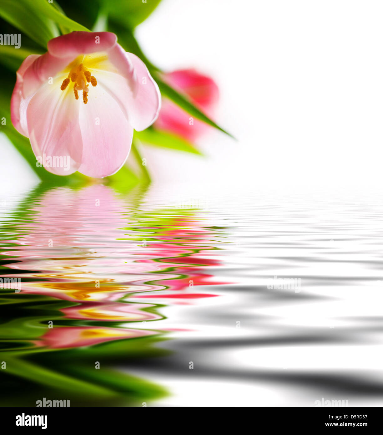 Pink reflection in water hi-res stock photography and images - Alamy