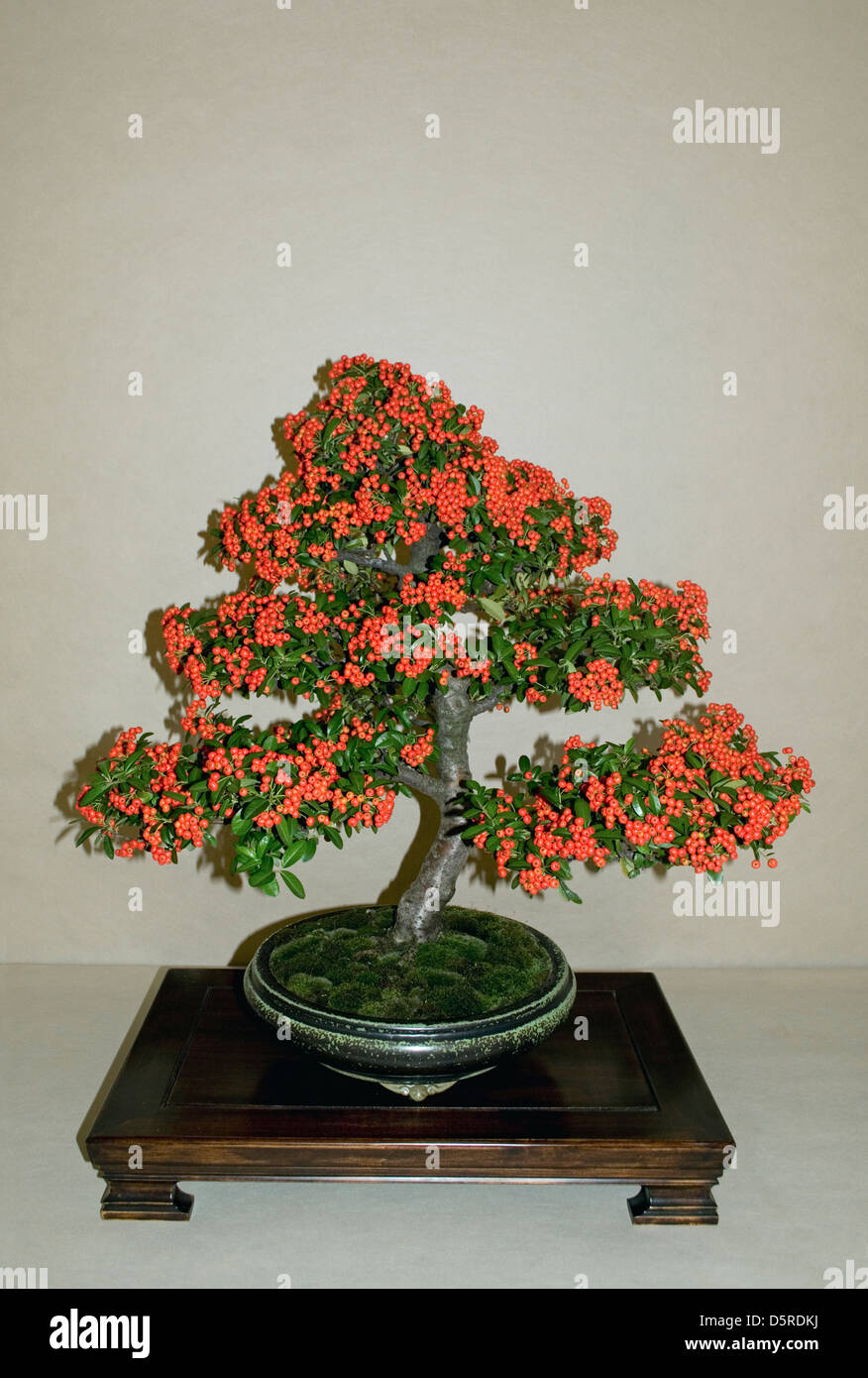 pyracantha bonsai tree Stock Photo