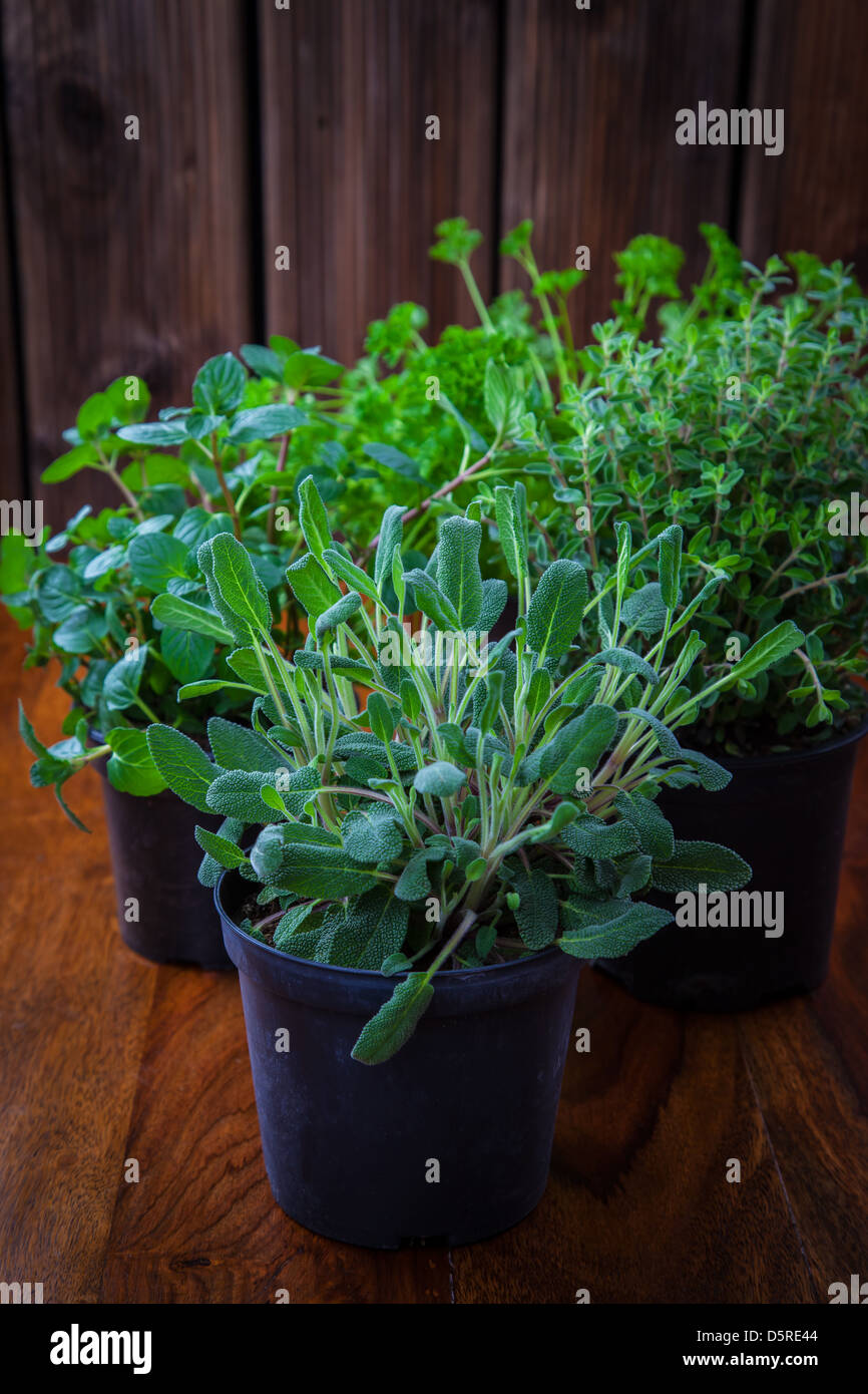 Herbs for planting Stock Photo Alamy