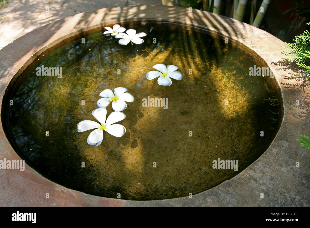 frangipani flowers in a pond Stock Photo