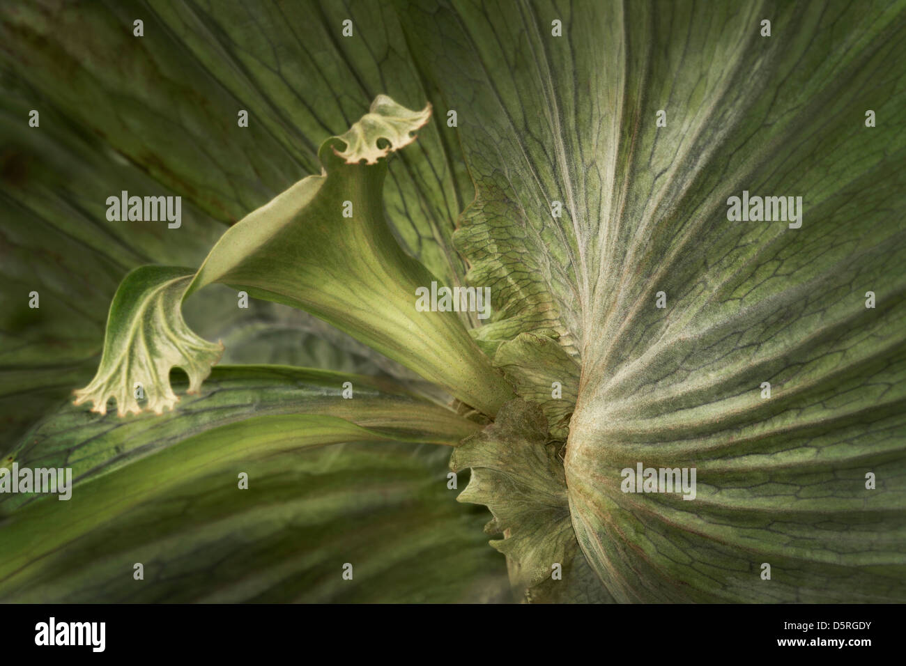 Staghorn fern hi-res stock photography and images - Alamy