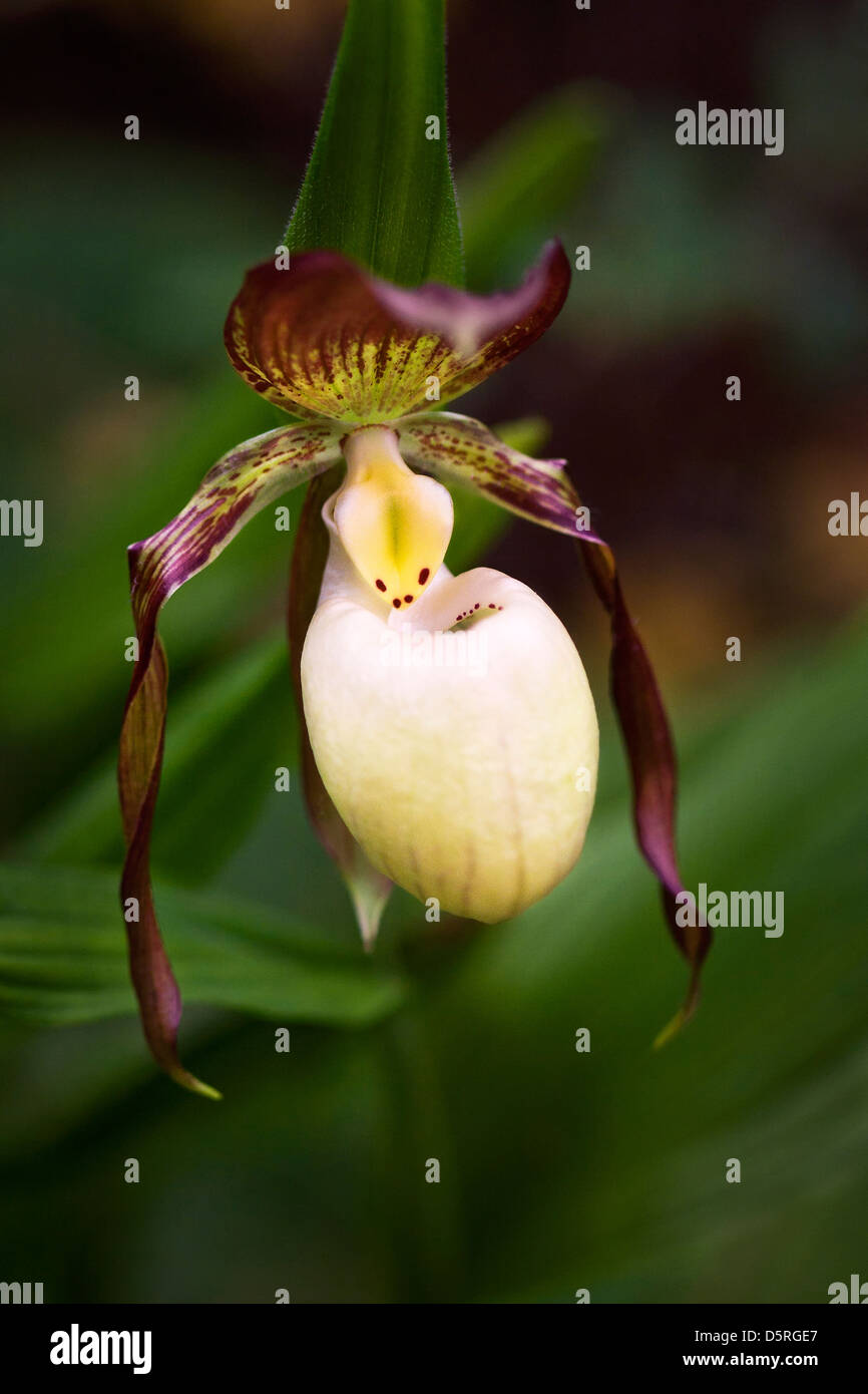 Lady Slipper Orchid main image 0
