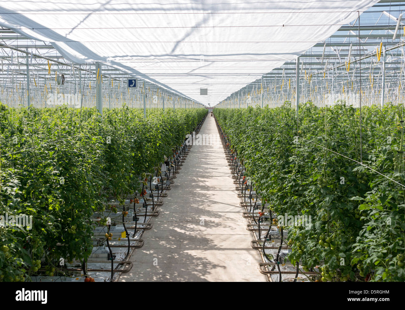 Greenhouse in holland with cultivated tomatos Stock Photo Alamy