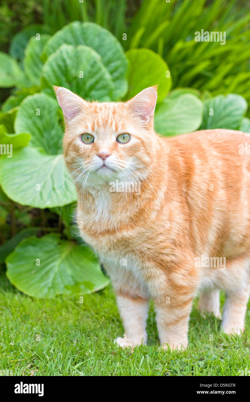 Portrait of Male Ginger Cat in Garden Stock Photo Alamy
