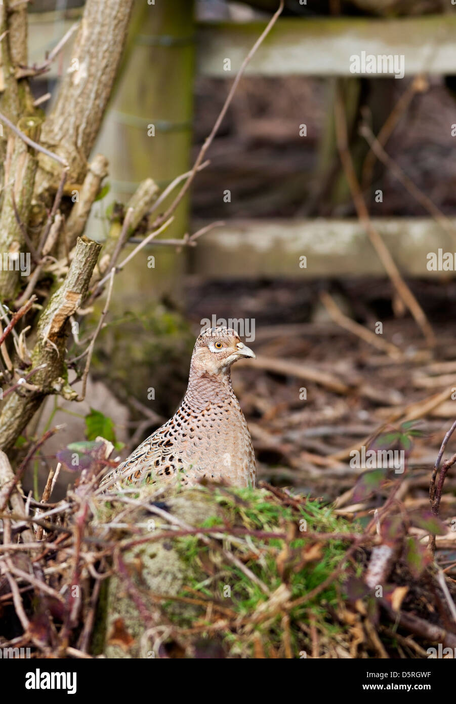 Female Pheasant Phasianus colchicus in Wooded Environment UK Stock Photo