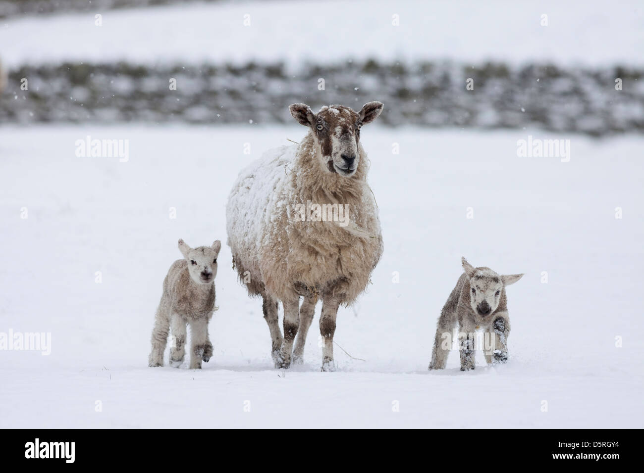 Ewe with Her Lambs in the Snow, County Durham UK Stock Photo