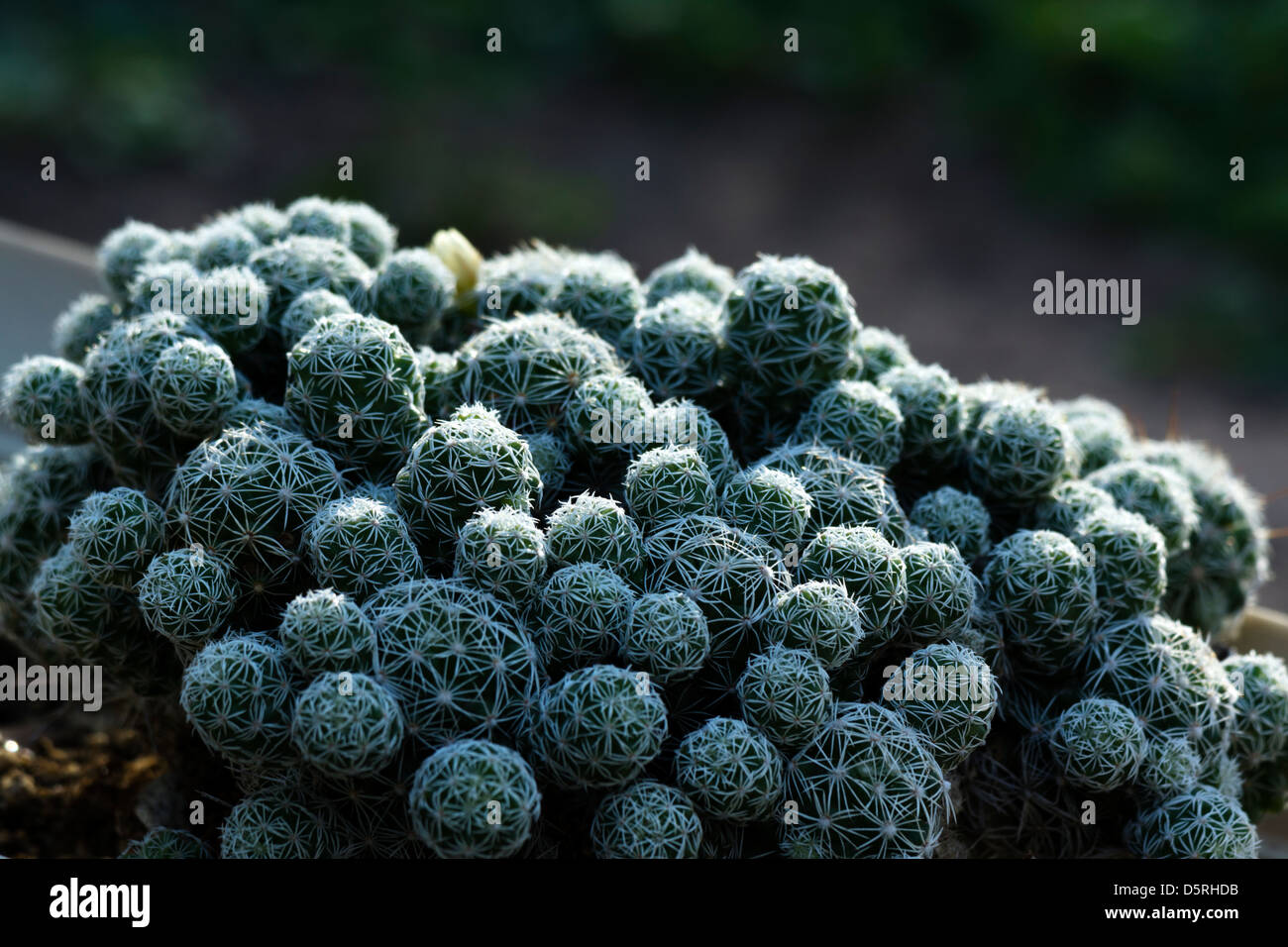 Pincushion cactus growing in an outdoor garden in Mission, Texas Stock