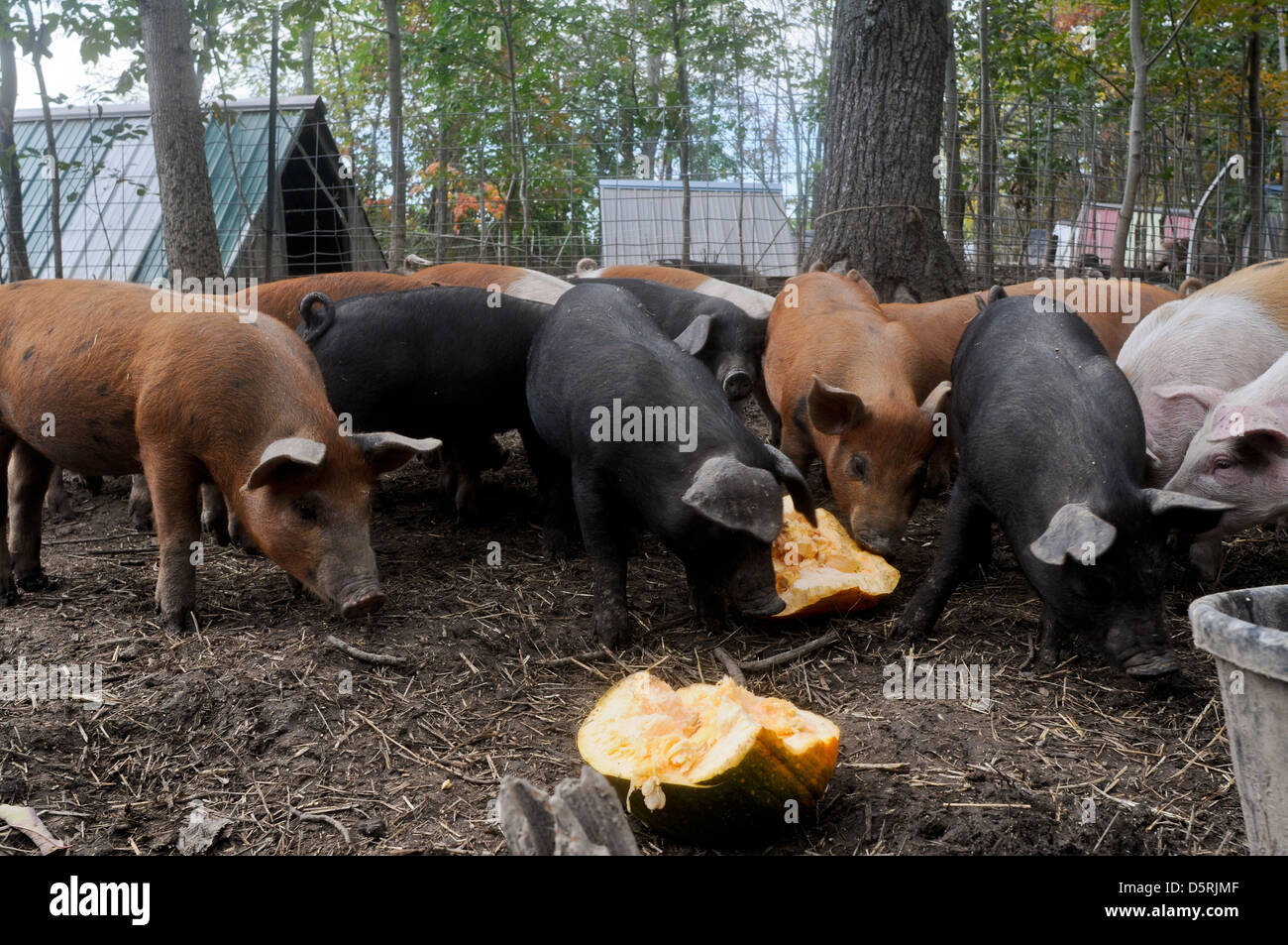 Pigs eating and generally hanging out in the pen Stock Photo Alamy