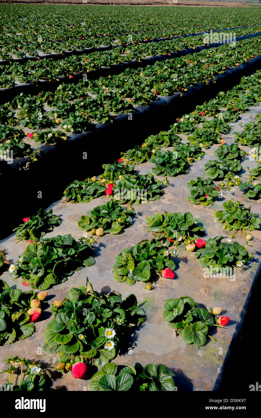 California Strawberry Farm High Resolution Stock Photography and Images