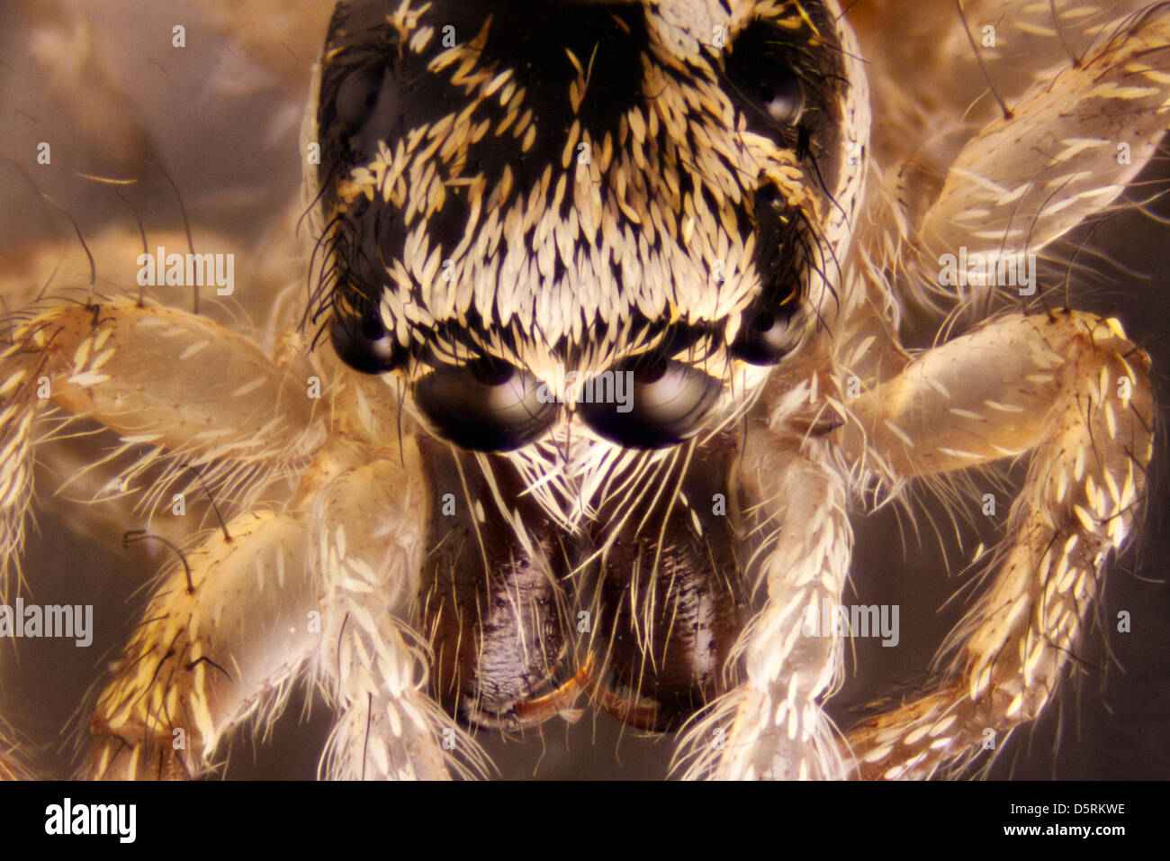 Micro Photo of a Spider Stock Photo - Alamy