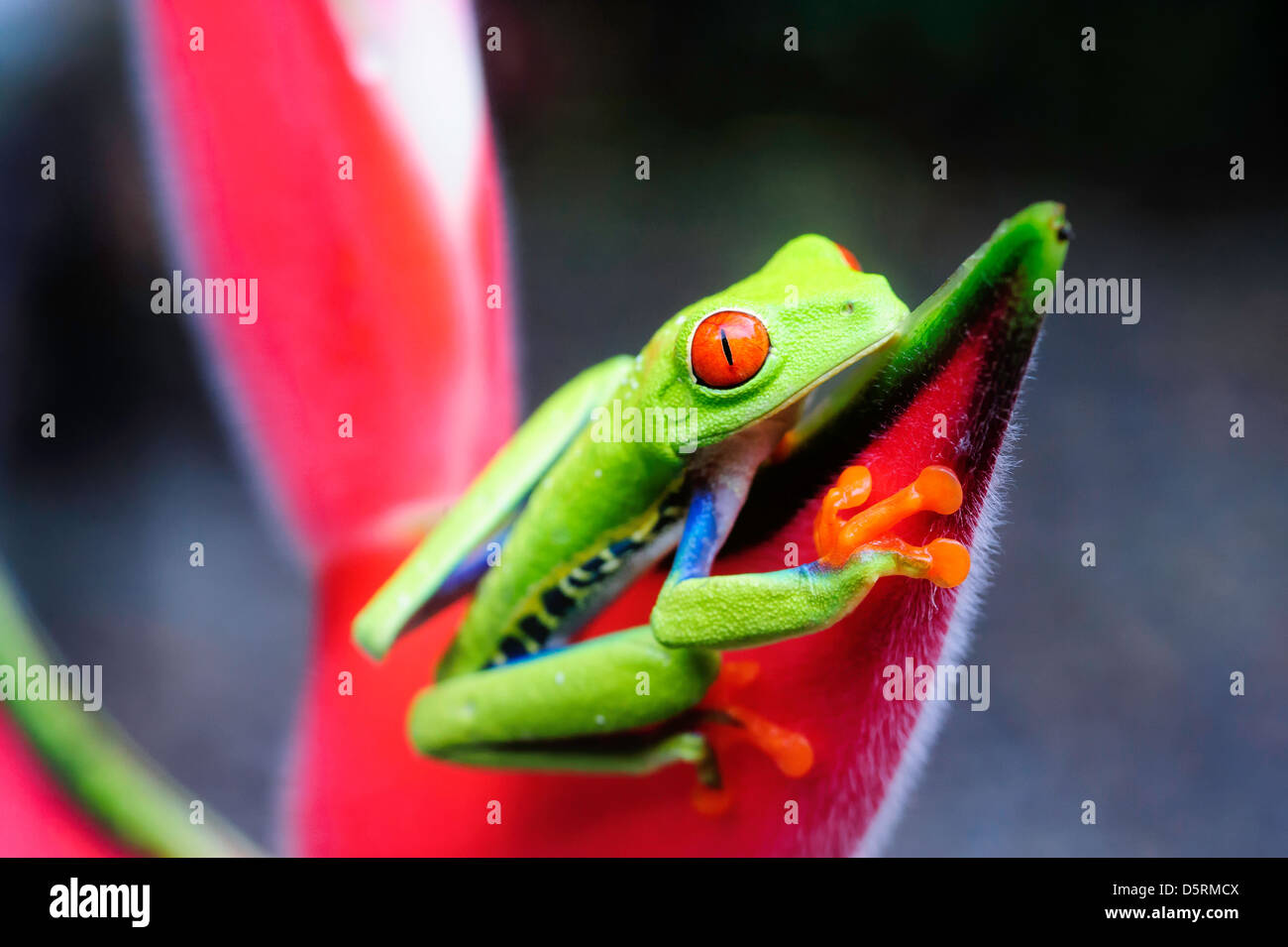 A red-eyed tree frog on a heliconia flower in Costa Rica. Stock Photo