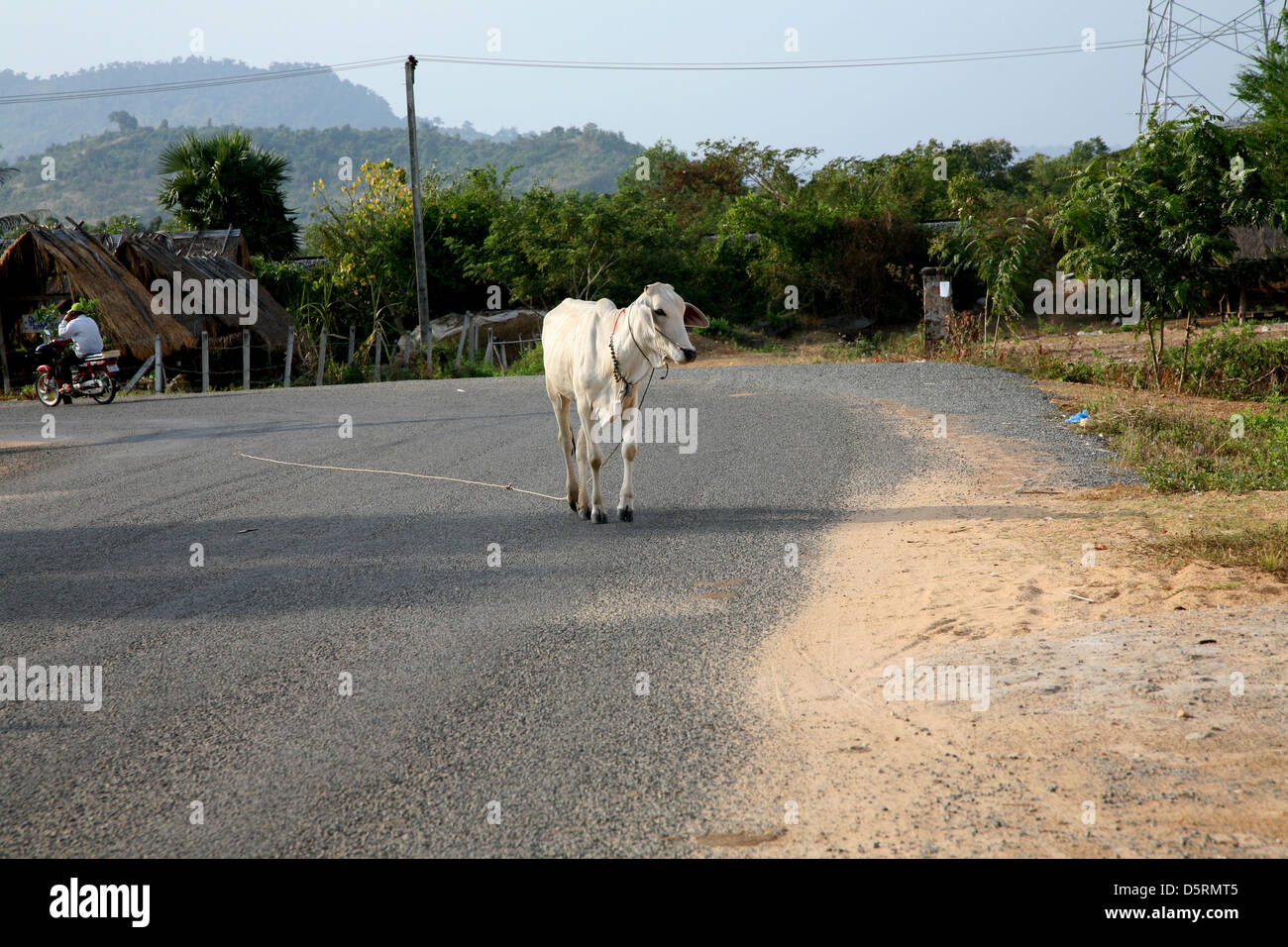 Cow on a leash Stock Photo Alamy