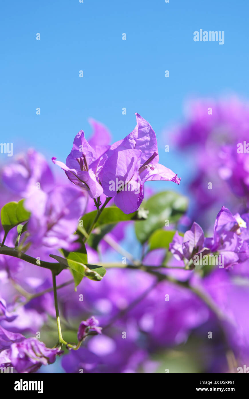 Pink tropical bougainvillea on blue sky background Stock Photo - Alamy