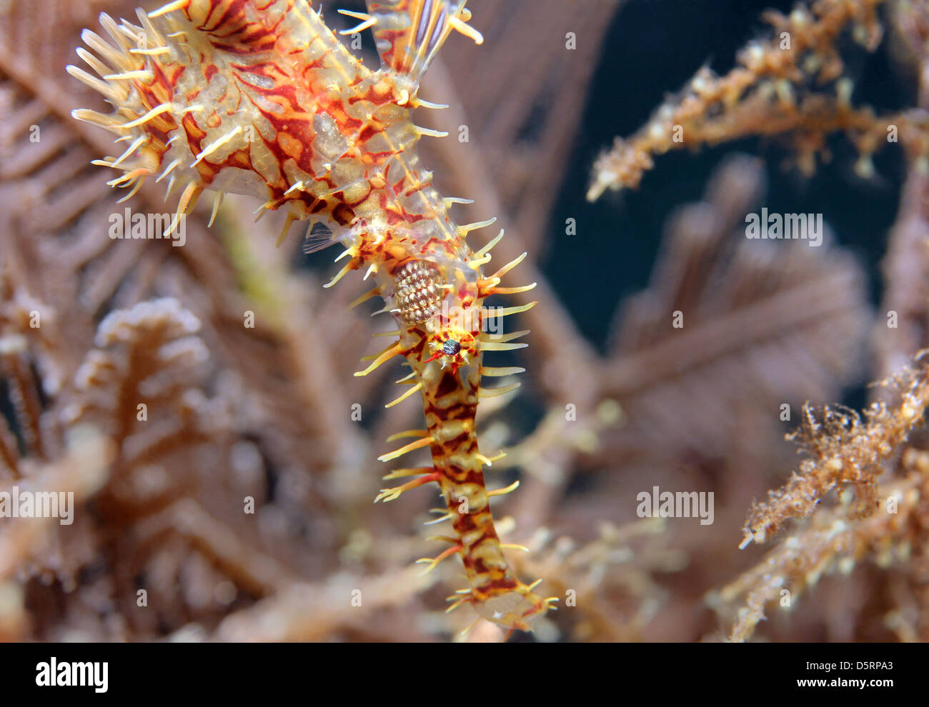 Close-up of a Harlequin Ghost Pipefish (Solenostomus Paradoxus), Lembeh Strait, Indonesia Stock Photo