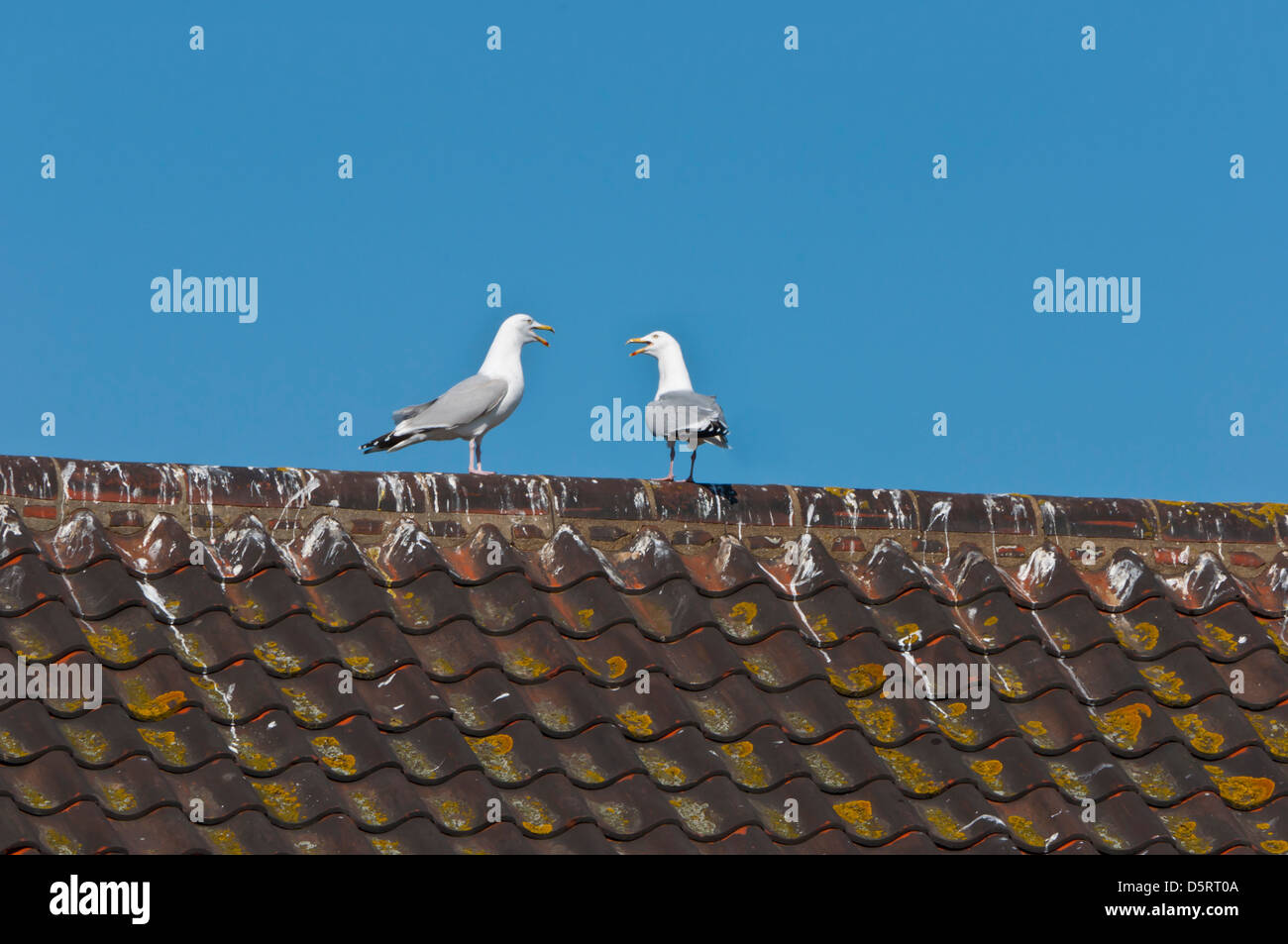 Two noisy sea gulls on roof Stock Photo