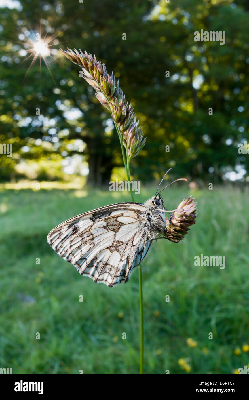 Marble white butterfly, waiting for the warmth of the morning summer sun. Stock Photo