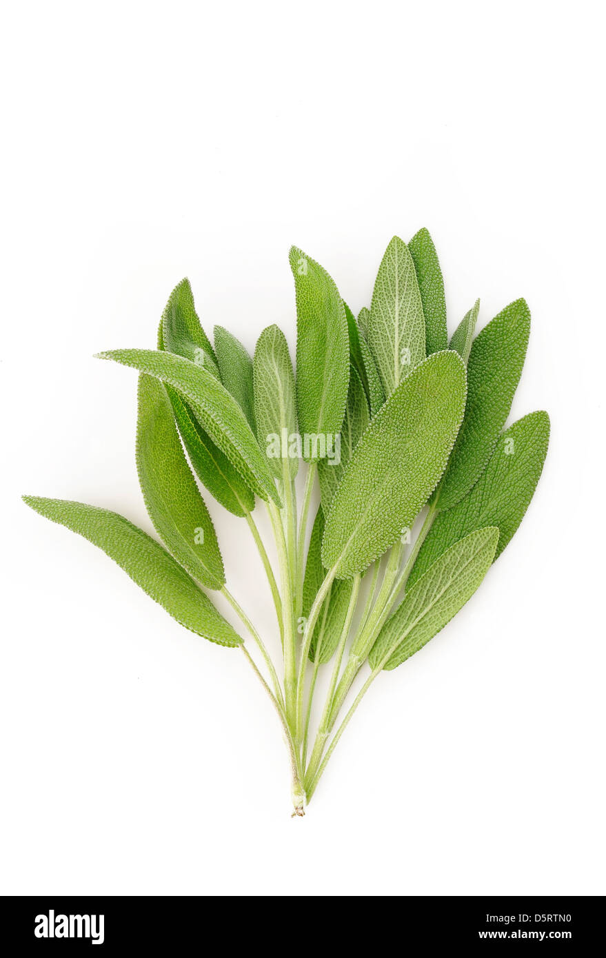 Fresh sage leaves on white background Stock Photo