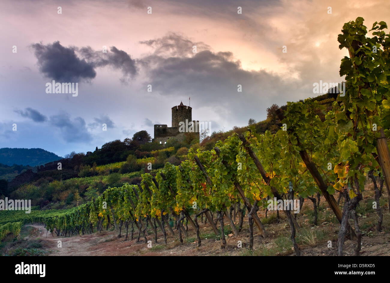 Dramatic sky over Kaysersberg Castle and Schlossberg Grand Cru vineyards Alsace France Stock Photo