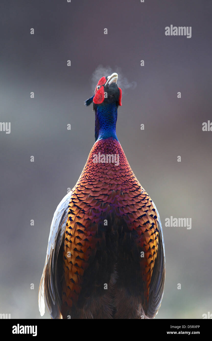 Cock pheasant calling on a frosty morning with it's hot breath lingering in the cold air Stock Photo