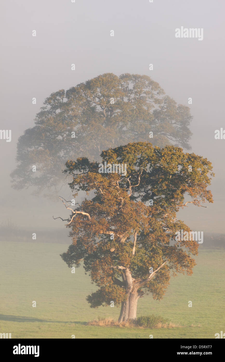 Oak trees tree morning autumn somerset dawn somerset levels field hi ...