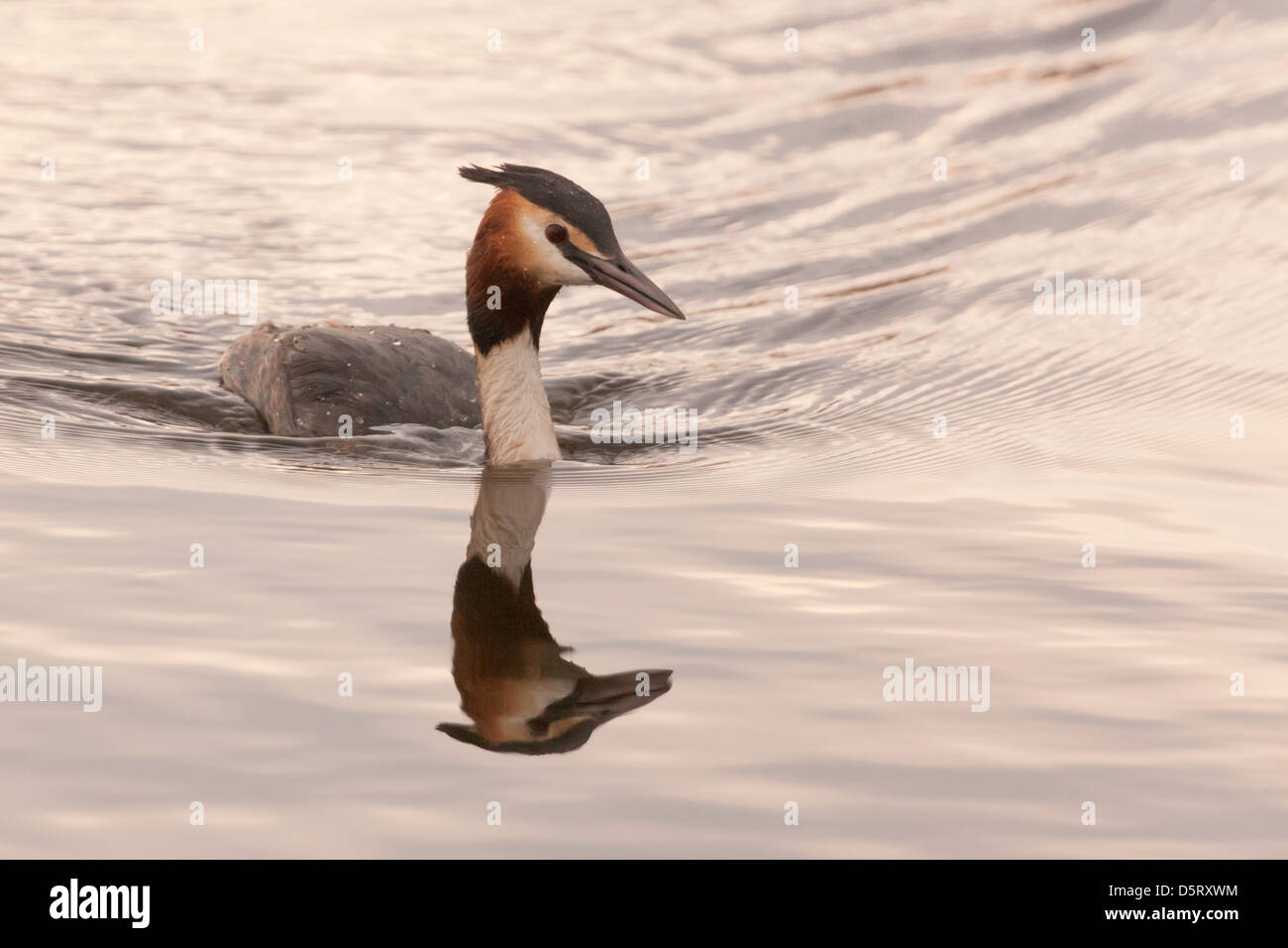 Greater Crested Grebe (Podiceps cristatus) at Ham Wall nature reserve Stock Photo