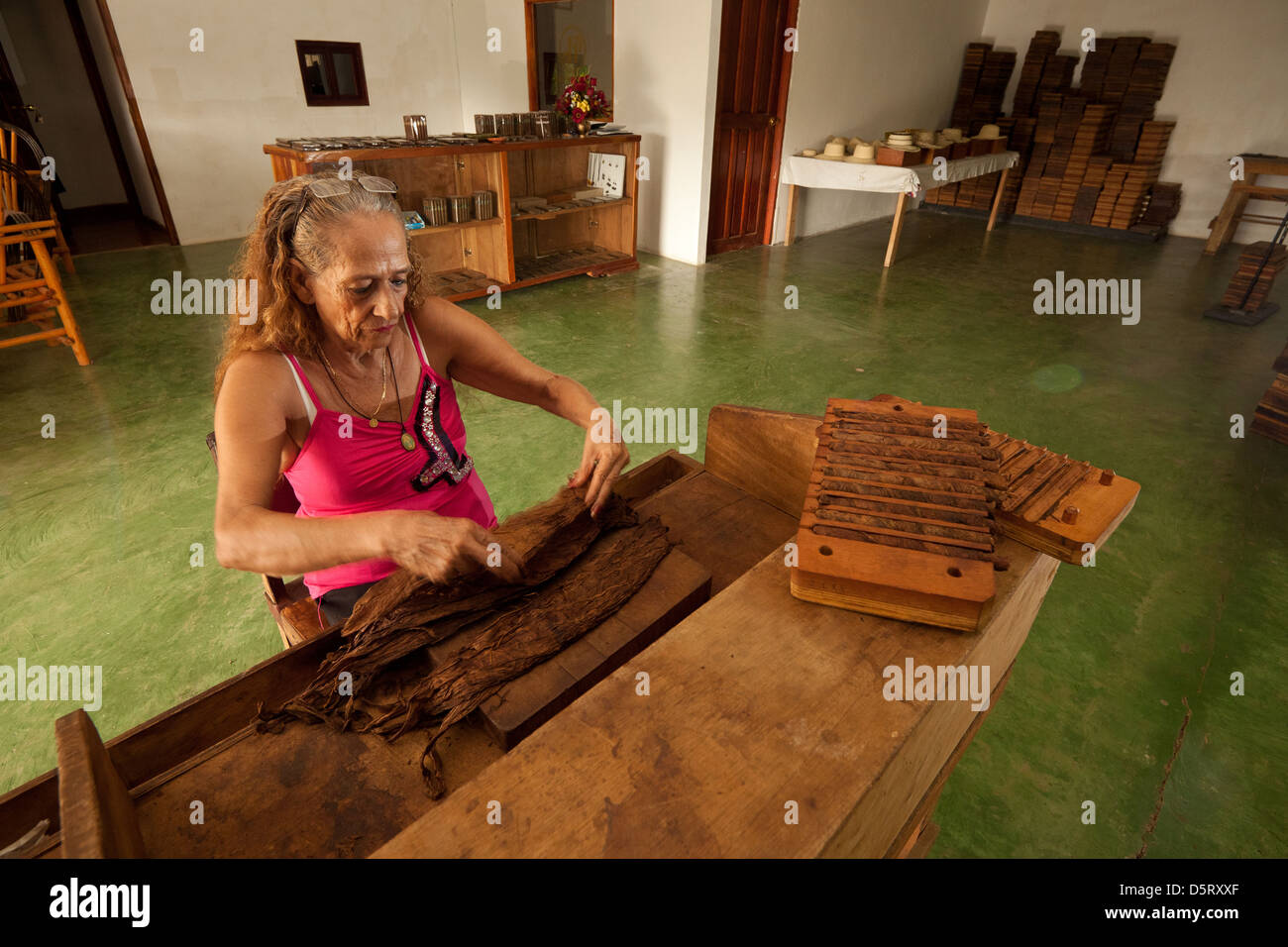 The owner of Joyas de Panama cigar factory, Miriam Padilla, with new tobacco leaves ready for cigar production, Republic of Panama, Central America. Stock Photo