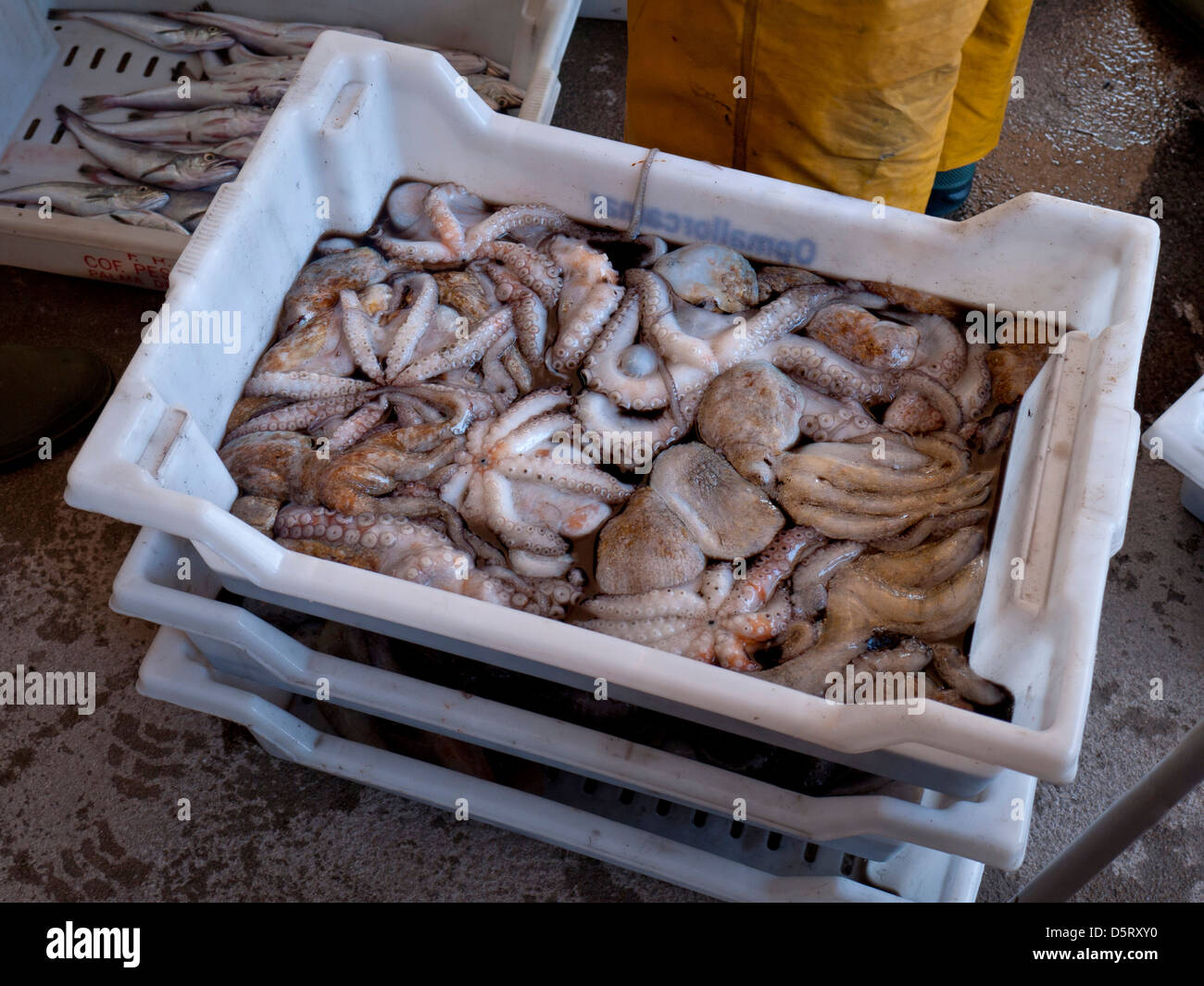 Freshly caught Octopus calamari squid pulpo varieties in harbour side Balearics fish auction market Cala Figuera Mallorca Stock Photo