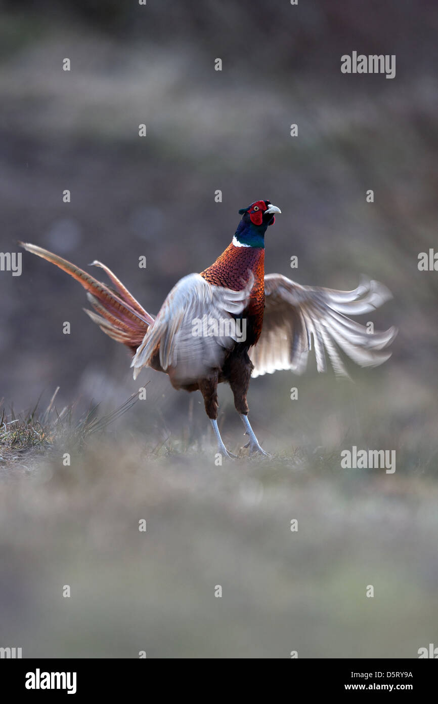 Male pheasant flapping wings during mating display ritual Stock Photo