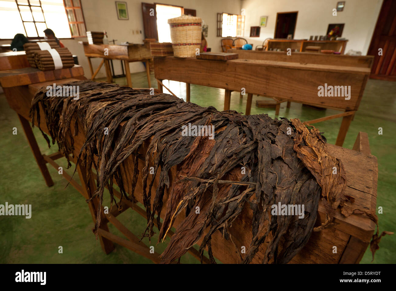 Tobacco plants ready for cigar production at the Joyas de Panama cigar factory in La Pintada village, Republic of Panama, Central America. Stock Photo