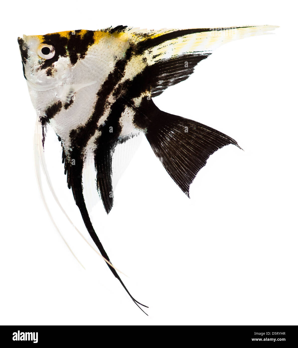 Black and white angel fish hi-res stock photography and images - Alamy