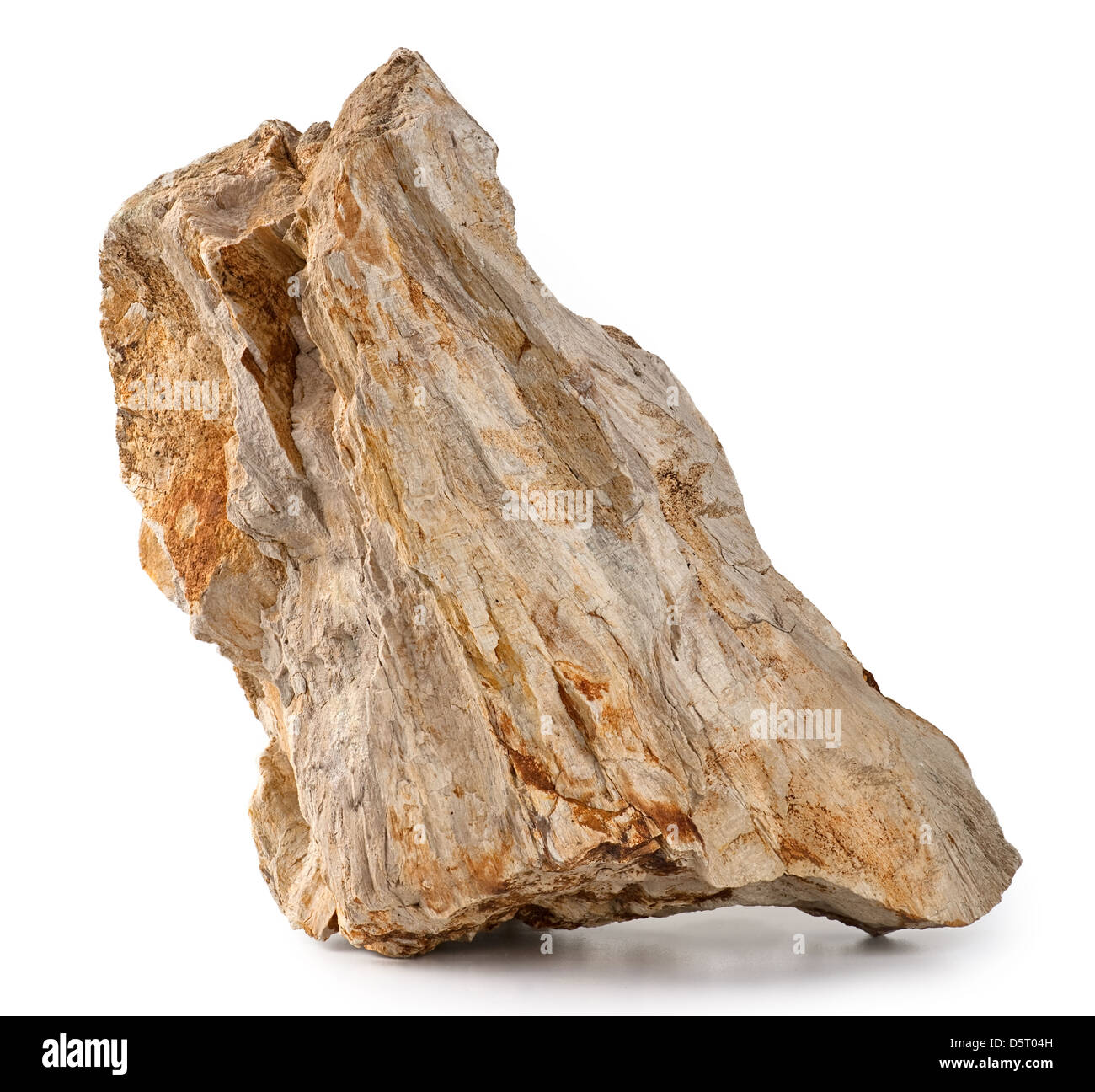 Petrified Wood isolated in white background Stock Photo - Alamy