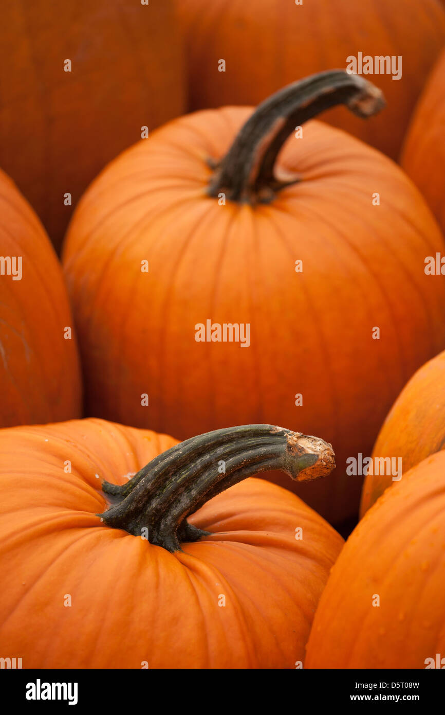Closeup view of harvested pumpkins Stock Photo - Alamy