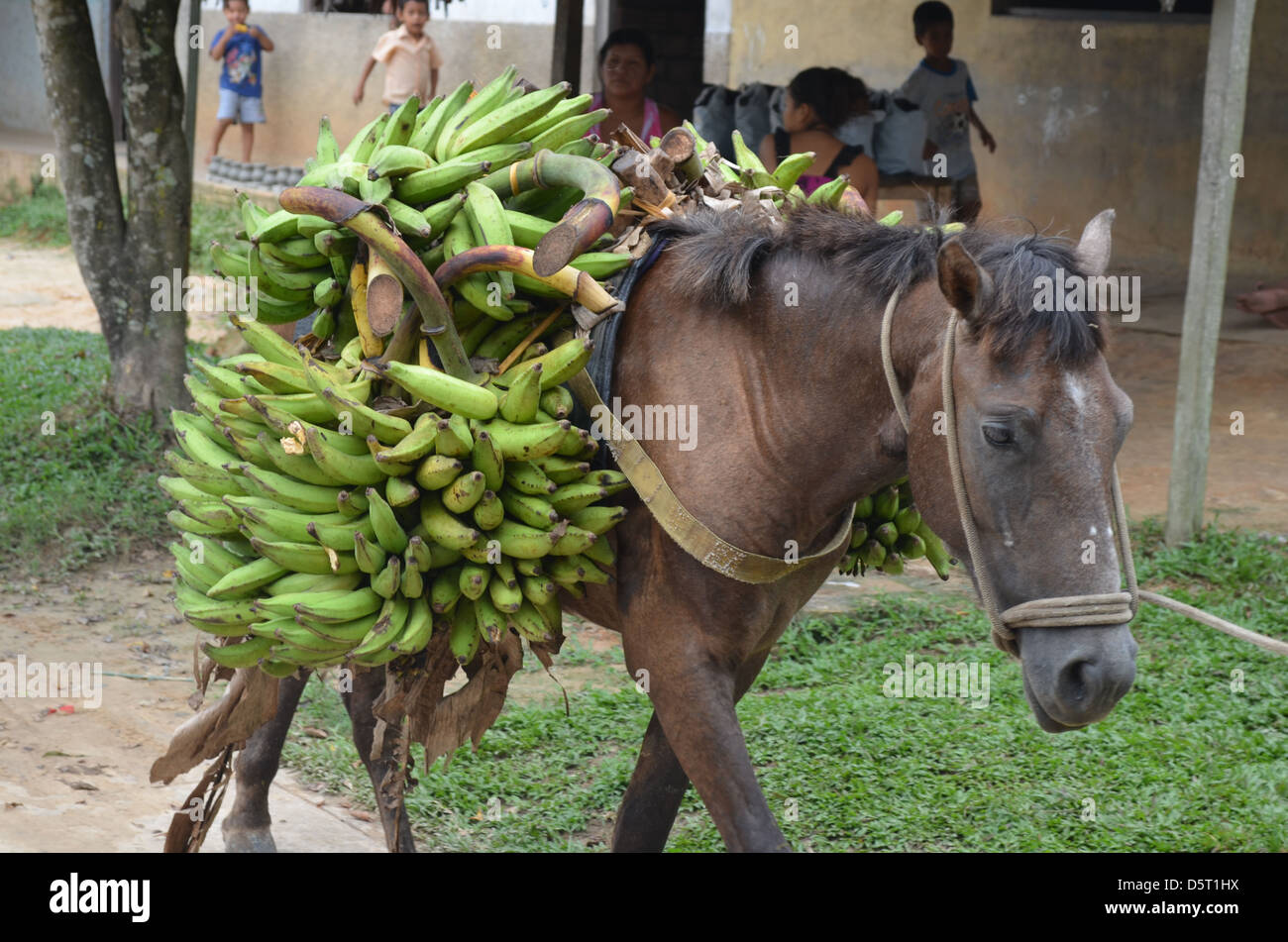 horse loaded with bananas near Iquitos, Peruvian Amazon Stock Photo Alamy