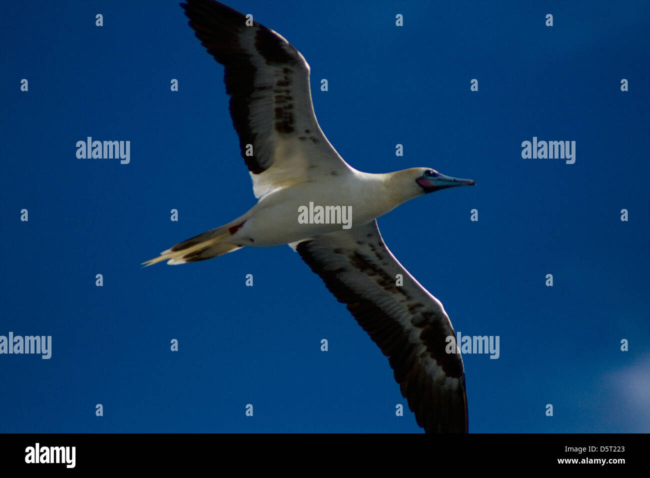 Red-footed booby Sula sula flying.  Bahia state coast, Brazil Stock Photo