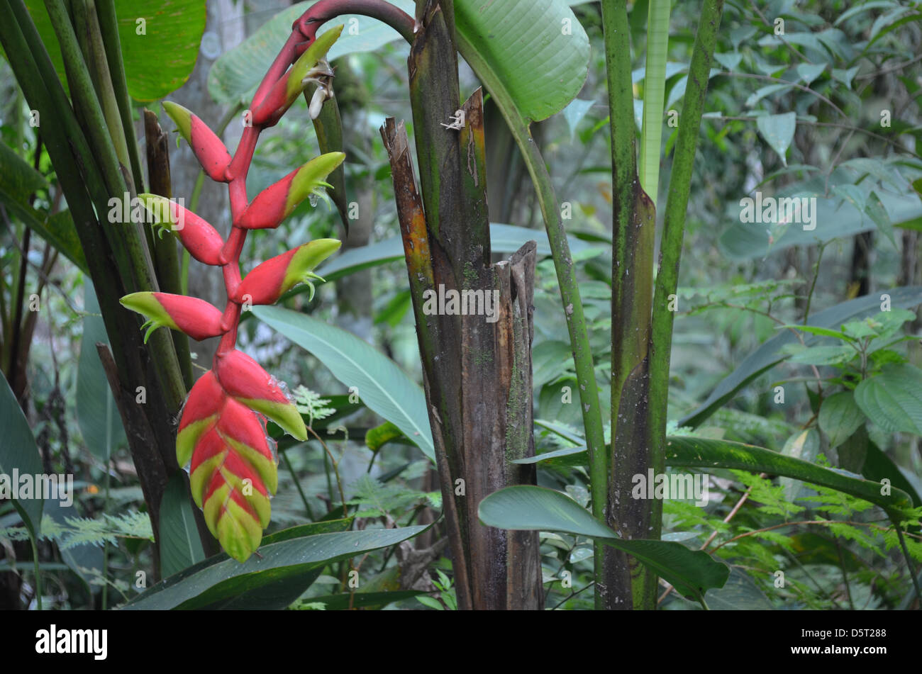 Heliconia Plants growing in the Amazon rainforest near Iquitos, Peru Stock Photo
