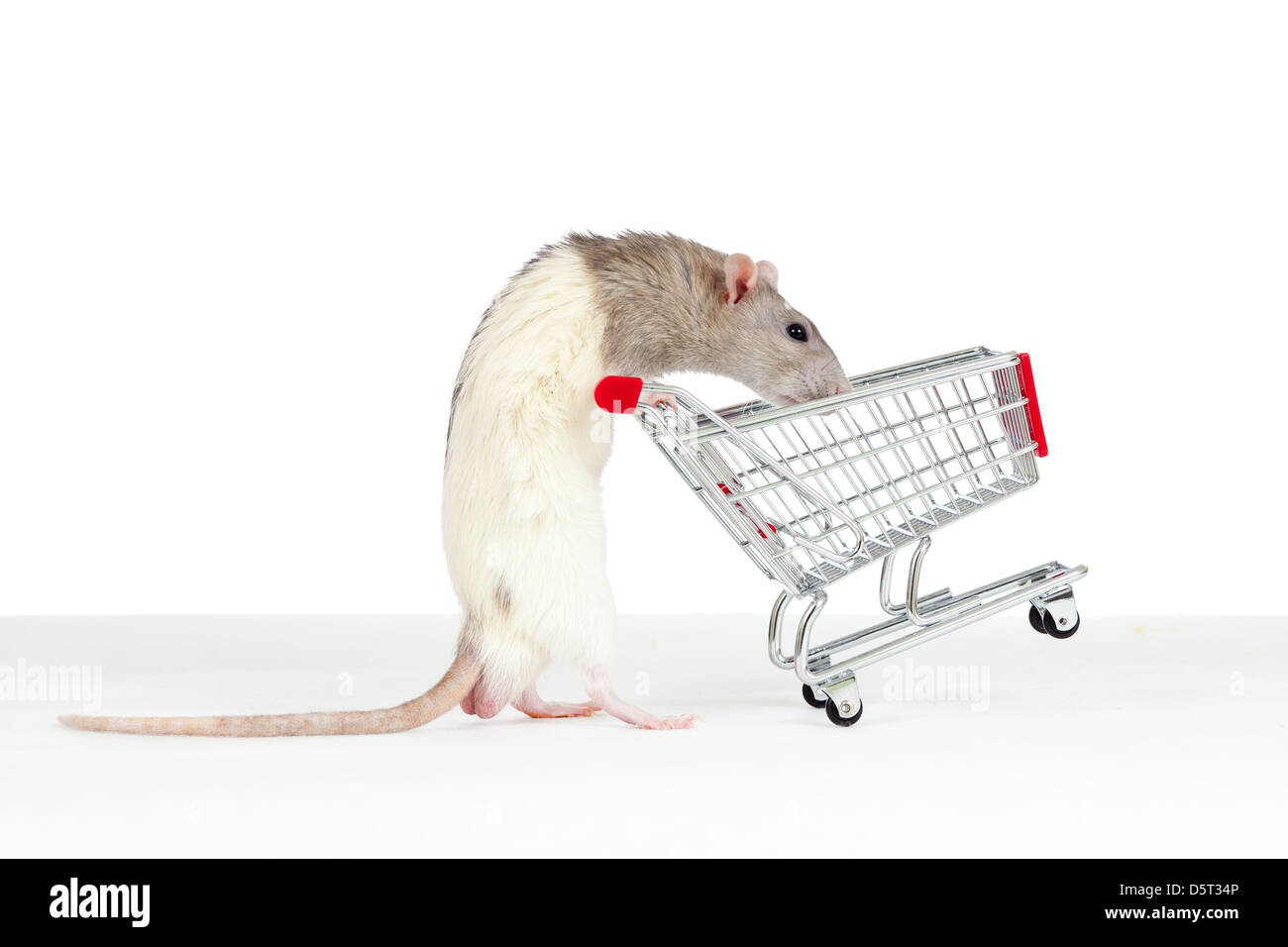 domestic rat pushes shopping cart Stock Photo