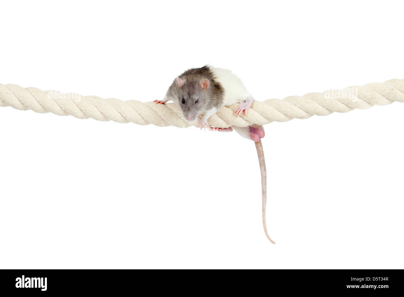 domestic rat clambering by rope isolated on white Stock Photo