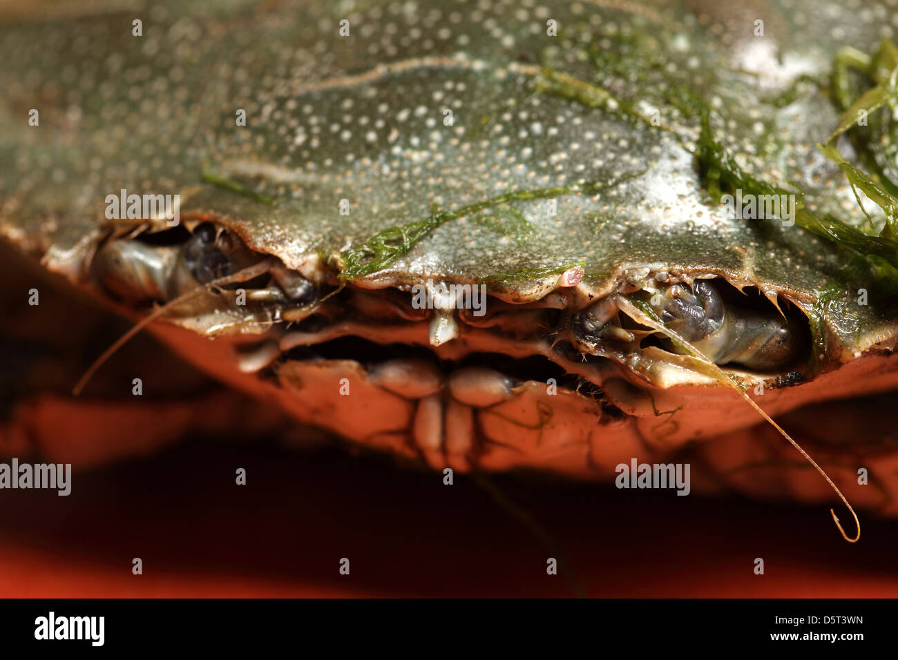 close up of a crab mouth Stock Photo