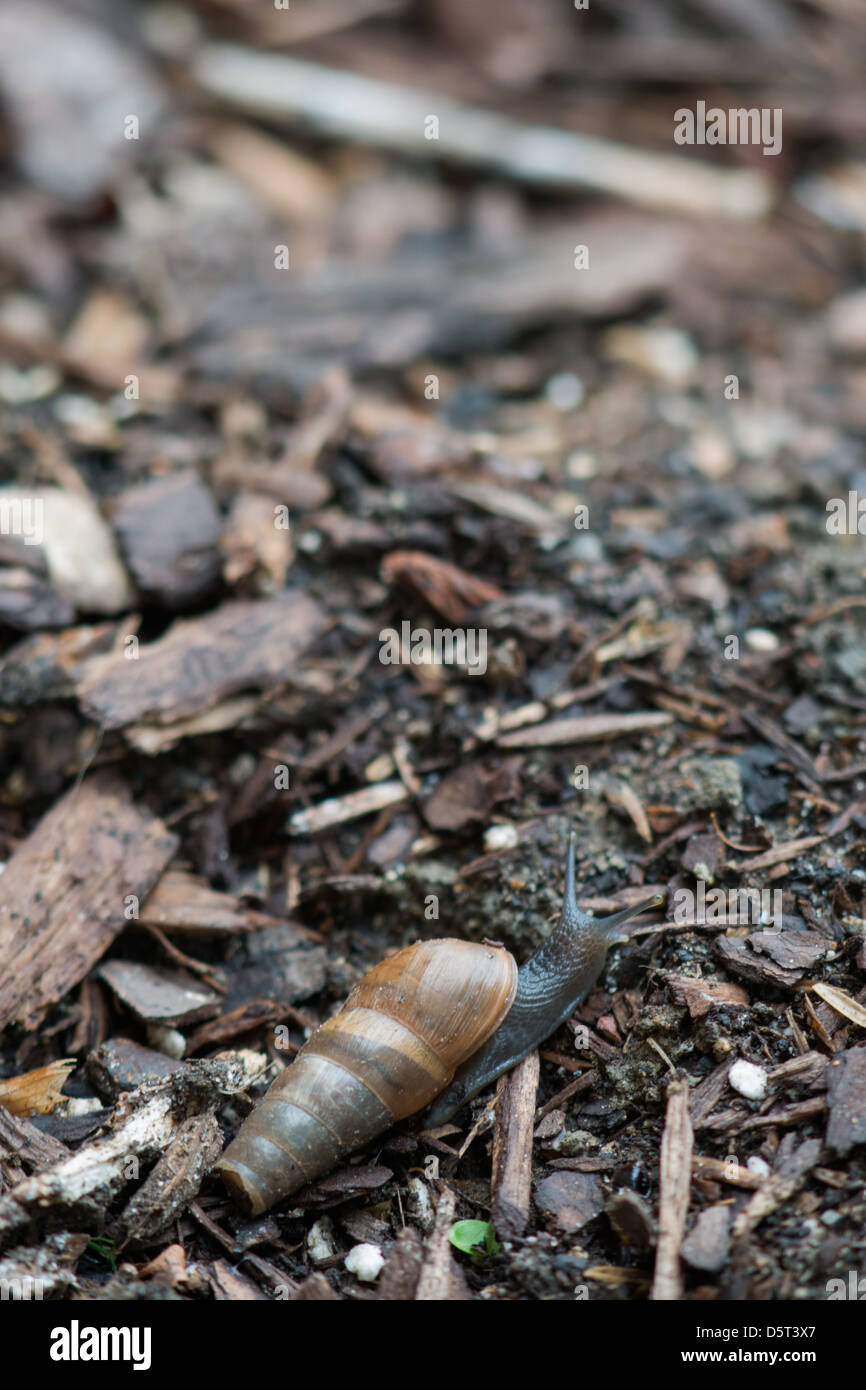 Decollate Snail Stock Photo
