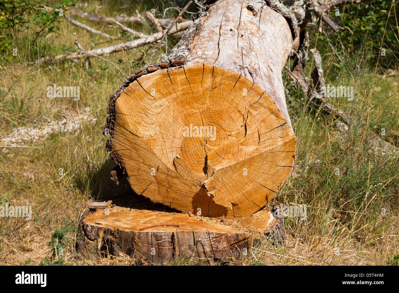 dead oak tree Stock Photo Alamy