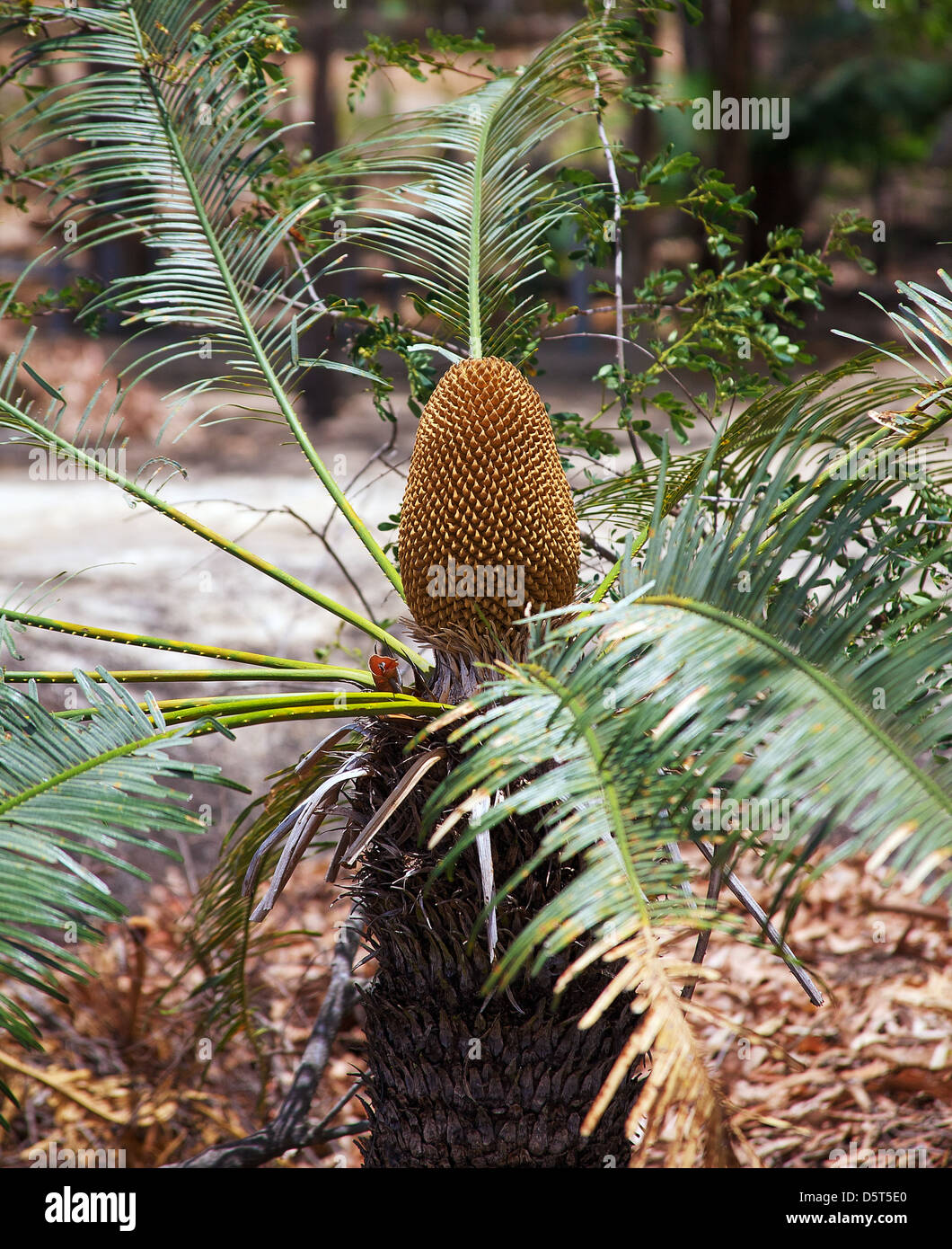 a cycad plant in the australian bush Stock Photo