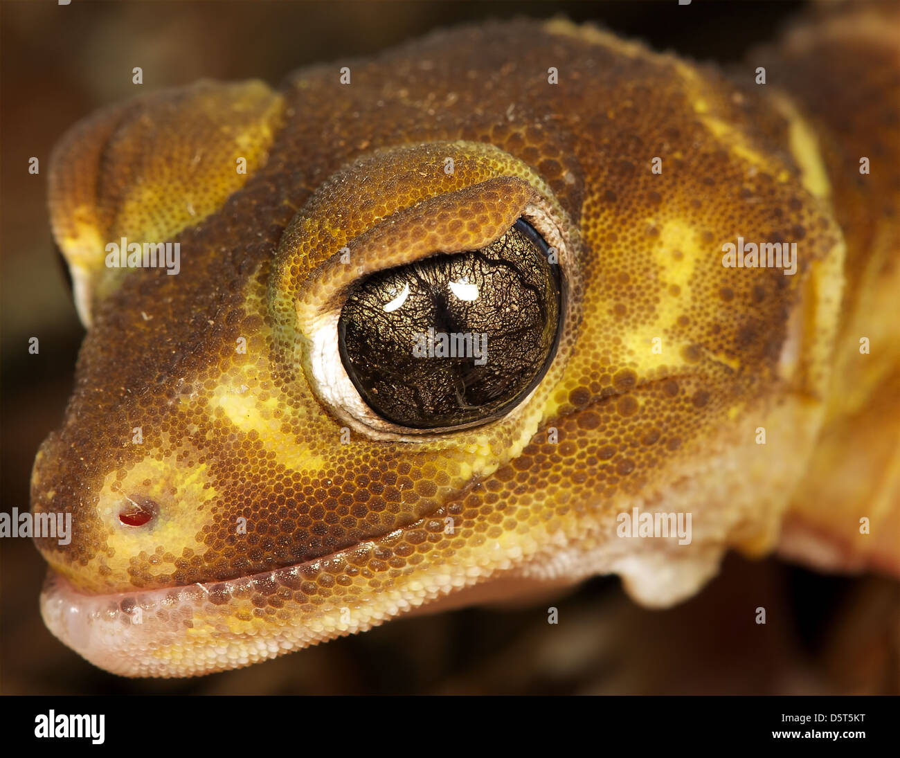 a close up of a brown gecko Stock Photo